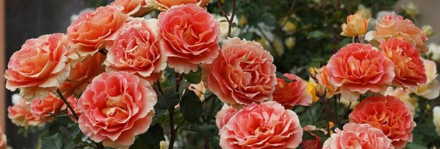 низкорослые сорта роз флорибунда
