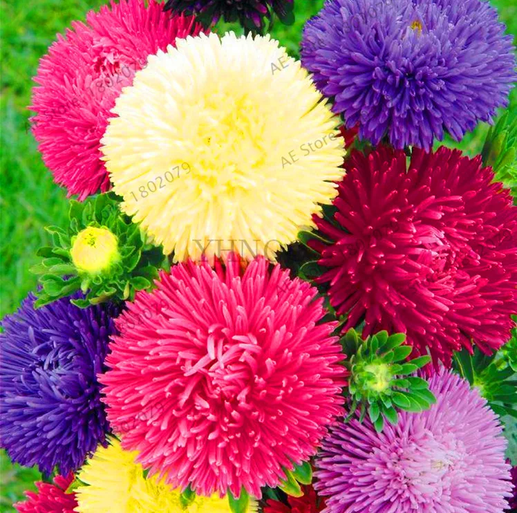 Hot Sale 200 pcs bag Multi color aster bonsai Chinese chrysanthemum flower garden for home gaden