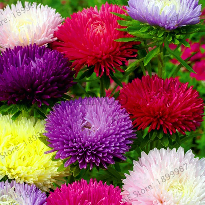 Hot Sale Chinese Aster bonsai Callistephus give you a garden full of bright summer big flowers