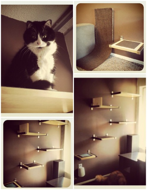 Cat Shelves
