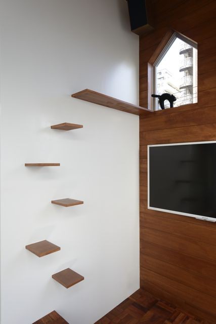 Wall shelves designed for climbing cats