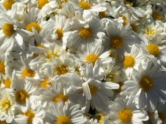 The ꞌMargo Whiteꞌ Belgian Mum® (Chrysanthemum x morifolium Belgian Mum® ‘Margo White’) has white flowers with yellow centers.