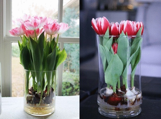 Как вырастить тюльпаны в горшках