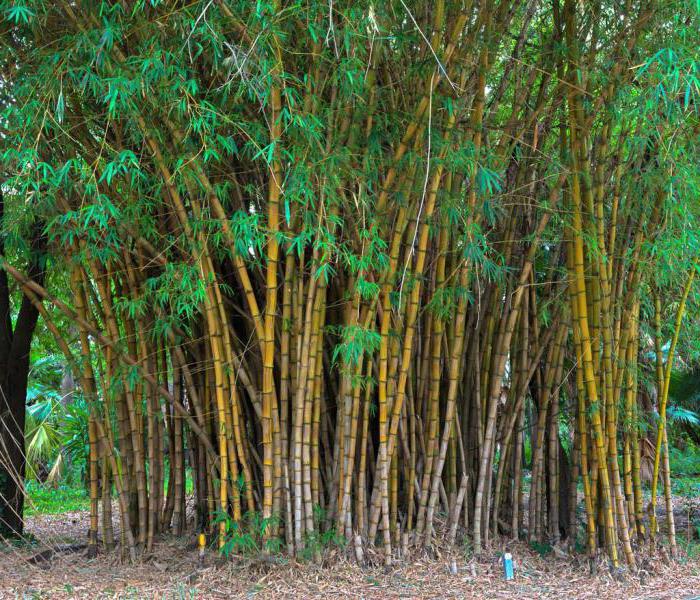 бамбук растение
