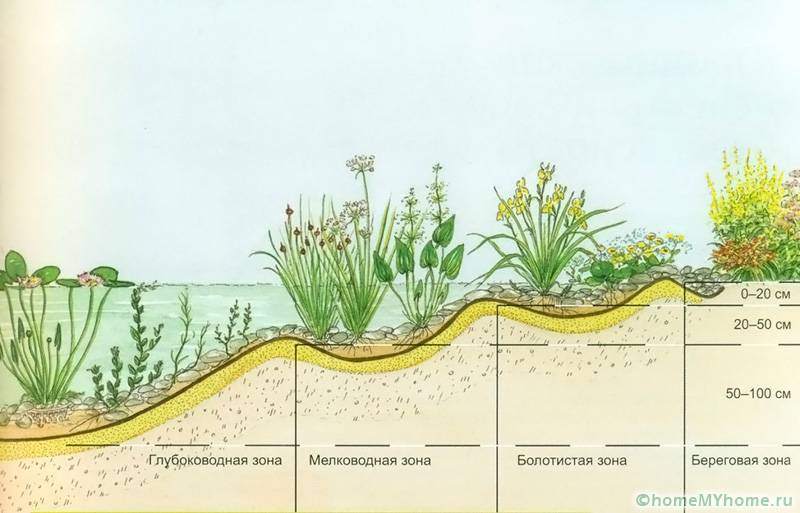 Водные растения высаживаются на разные глубины в зависимости от вида