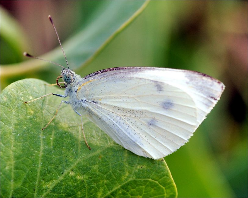 Бабочки-белянки наносят огромный ущерб всем растениям семейства Капустные