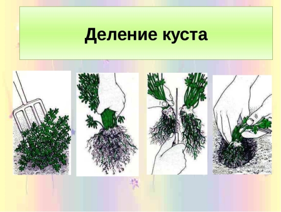 На фото подробно показан процесс деления маточного растения