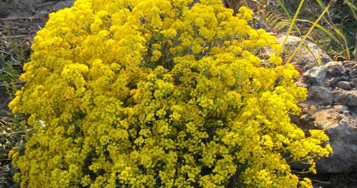  Щитковидные кисти состоят из многочисленных цветков лимонно-желтой окраски