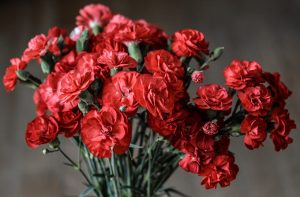 Цветок Гвоздика — описание, виды и сорта, способы выращивания и размножения, посадка и уход (60+ Фото & Видео)