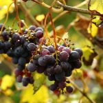 Обрезка винограда осенью для начинающих в картинках пошагово