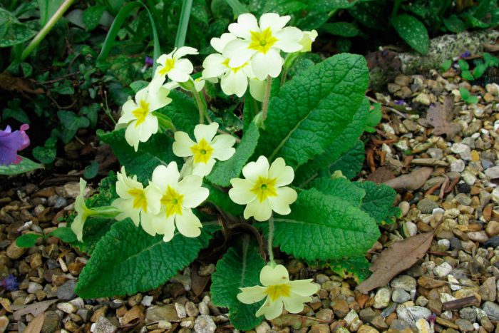 Примула бесстебельная, или обыкновенная (Primula vulgaris)