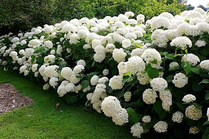 Гортензия древовидная (Hydrangea arborescens)