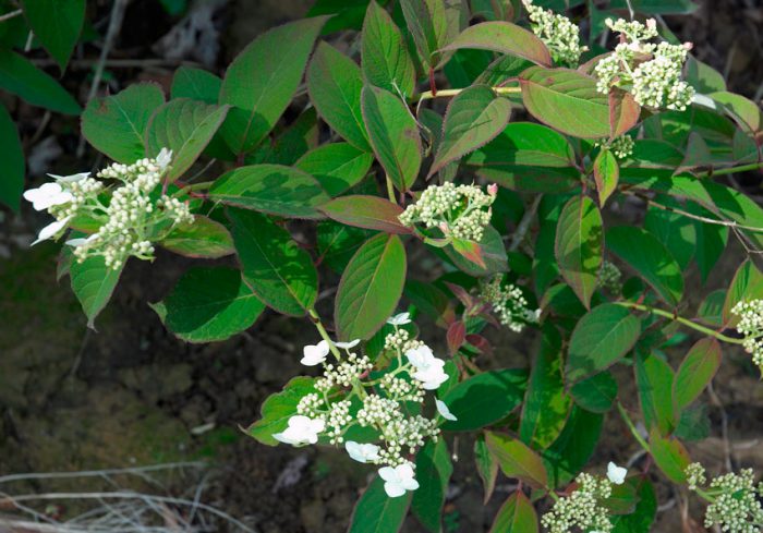 Гортензия почвопокровная (Hydrangea heteromalla)