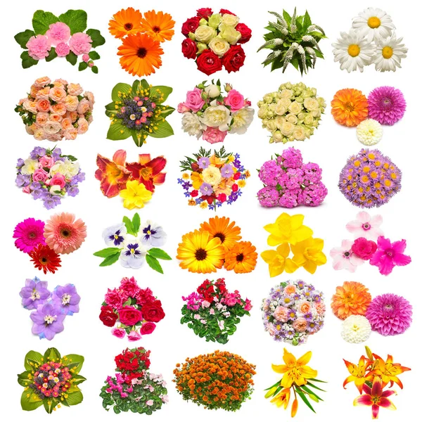 Collection Flowers Marigold Pansies Roses Daisies Lilies Dahlias Daffodils Other Stock Photo
