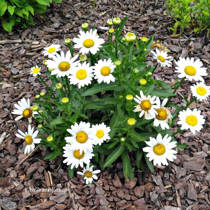Shasta daisies will form into large mounds quickly