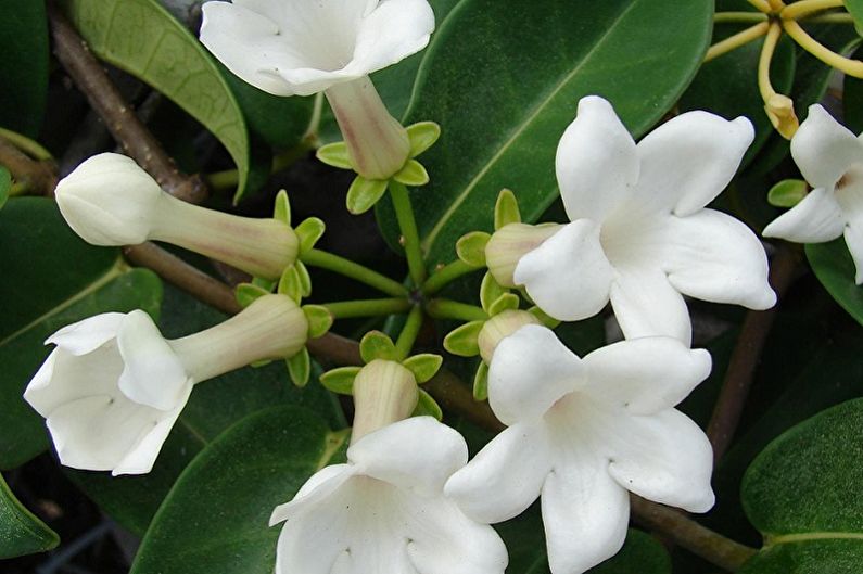 Стефанотис - Вьющиеся комнатные растения, которые цветут