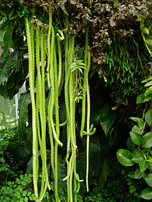 Ferocactus pilosus1.jpg