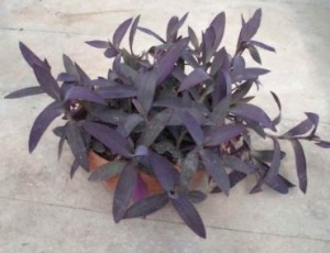 tradescantia pallida, purple heart plant