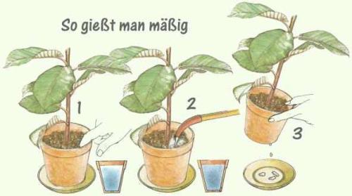 Pflanzen mäßig gießen