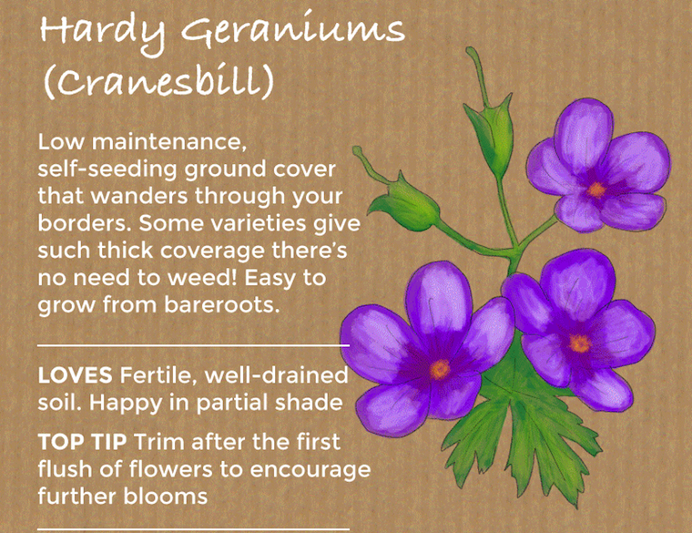cransebill hardy geranium
