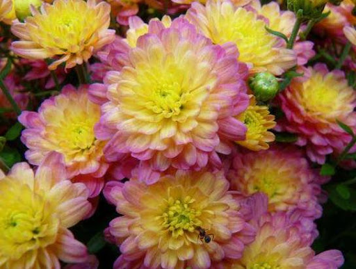 разноцветные хризантемы