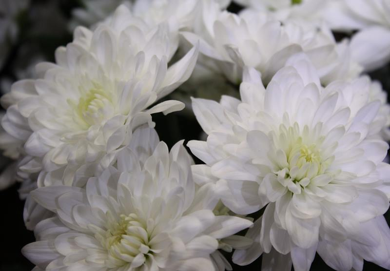 белые красивые хризантемы