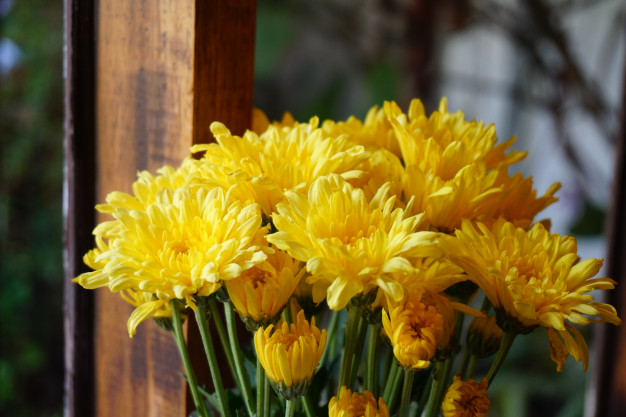 желтые красивые хризантемы