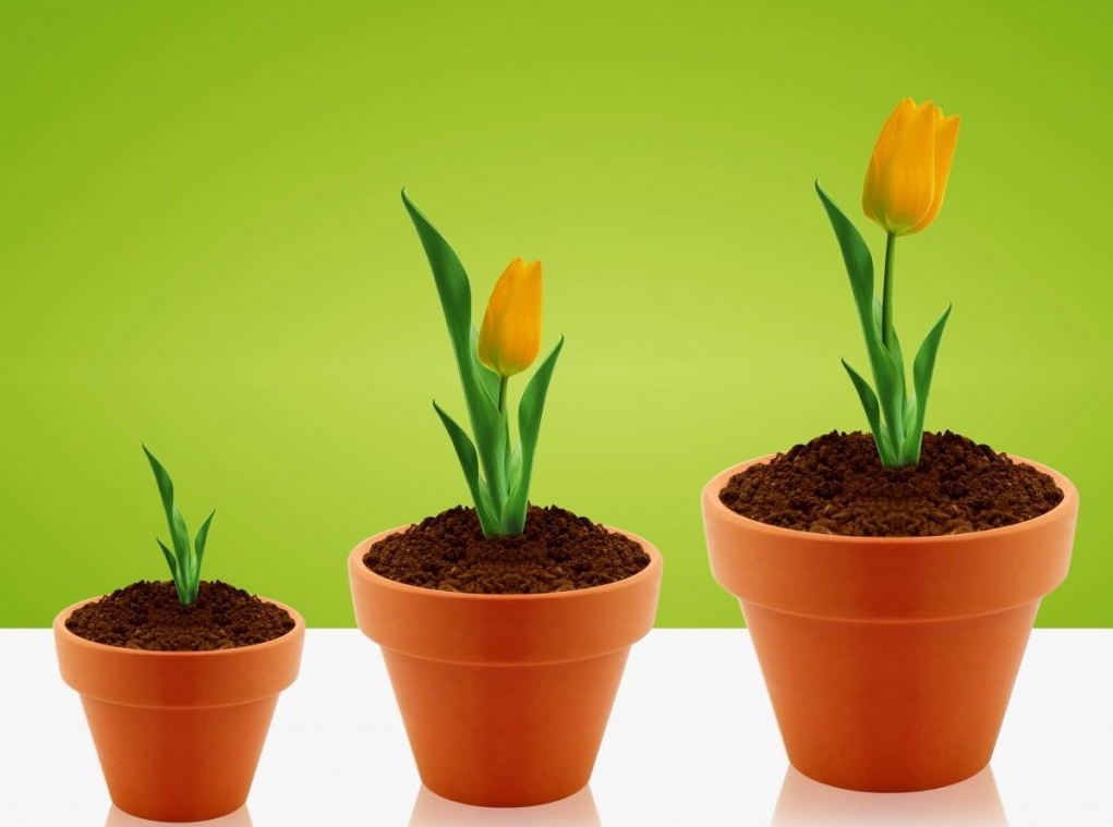 этапы роста тюльпанов в горшочках